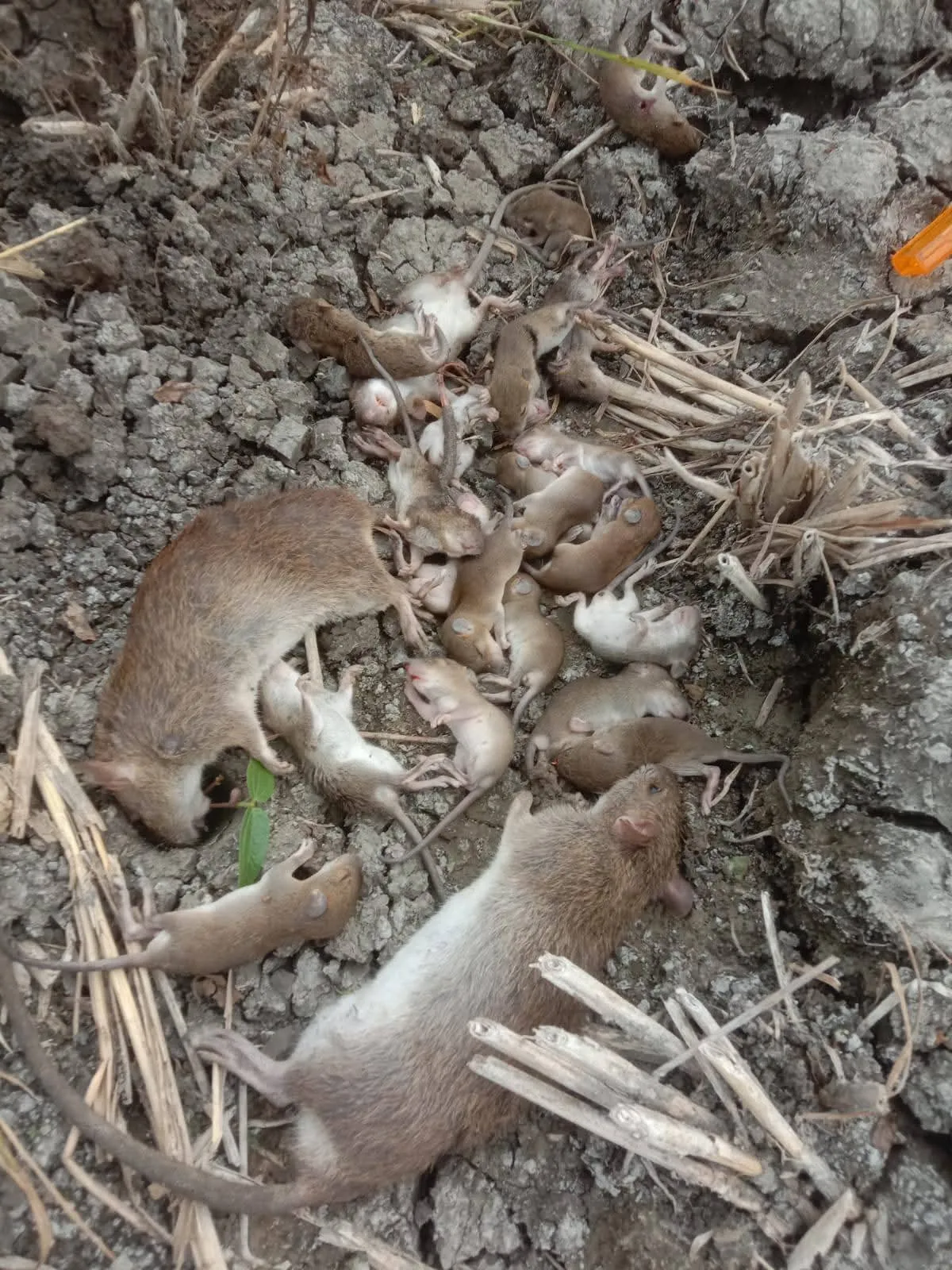 Wabah Hama Tikus Menggila di Gabus Grobogan: Lahan Jagung di Karangrejo dan Bendoharjo Ludes, Petani Menjerit Gagal Panen