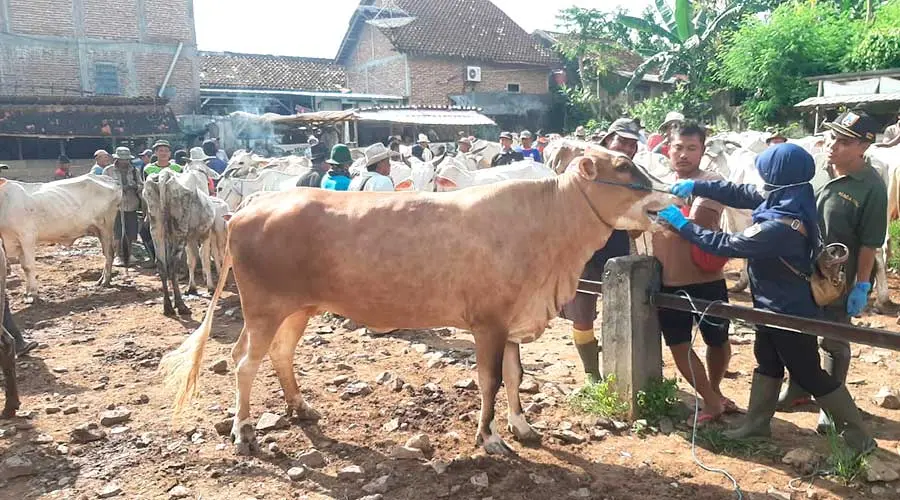 Genjot Hilirisasi Daging Sapi, Dintanpan Rembang Siapkan Usulan RPH Berstandar