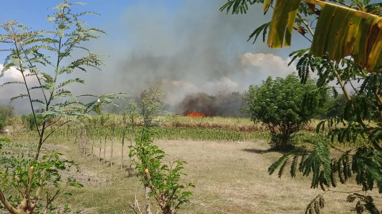 Api Melalap 6 Hektare Lahan Tebu di Rembang, Petani Rugi Rp300 Juta
