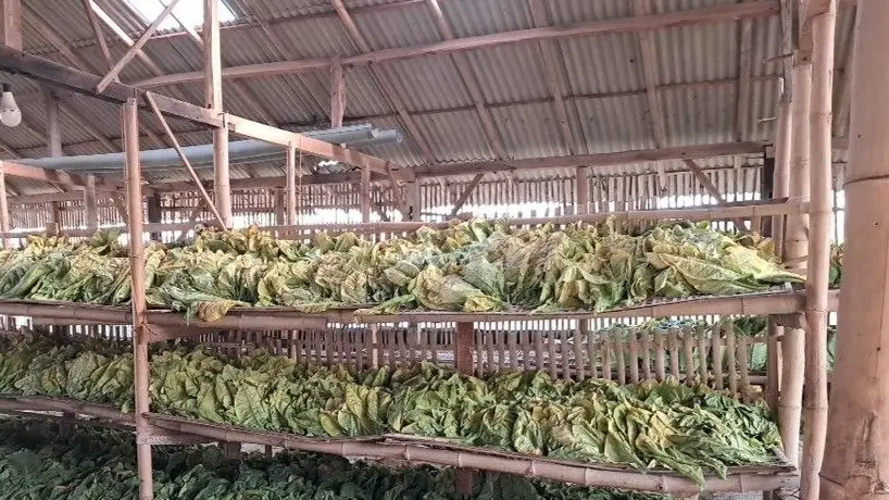 Panen Tembakau di Pati Berlangsung, Produksi Semakin Berkualitas